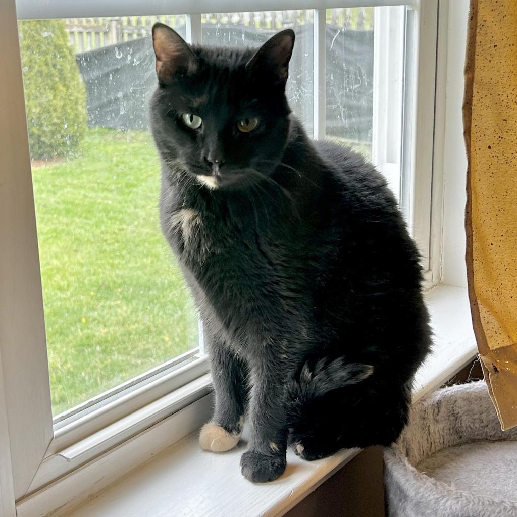 Georgie, a Adoptable Domestic Short Hair in Bottineau, ND image 3/4