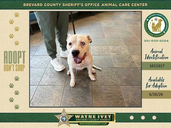 Deputy Pickles, Adoptable, Adult Male Mixed Breed.