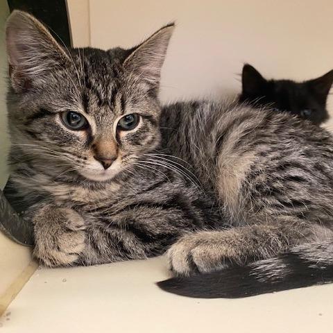 Augustus May Who, Adoptable, Kitten Male Domestic Short Hair.