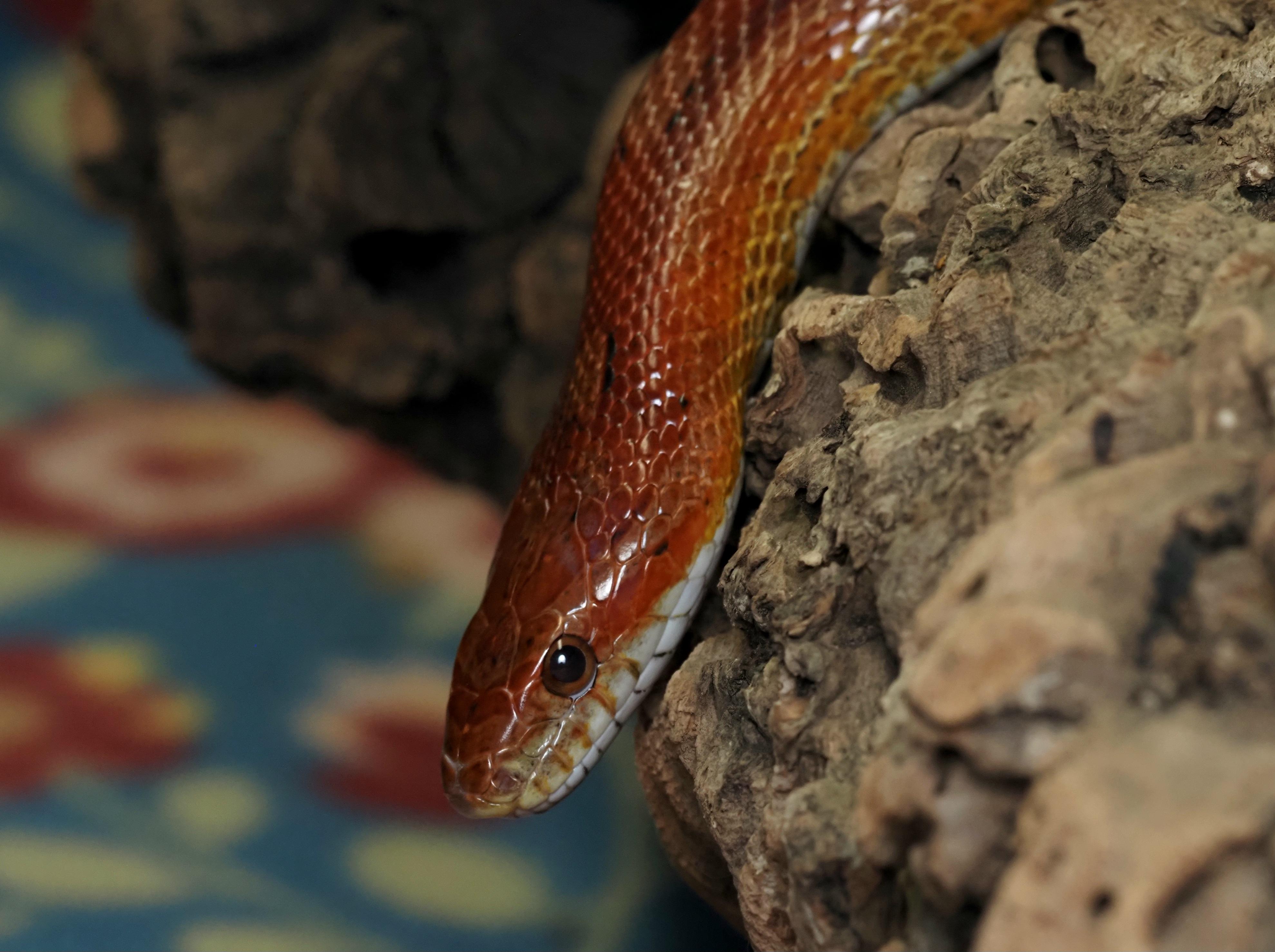 Zoro - Corn Snake, adopted, Adult Male Corn / Rat.