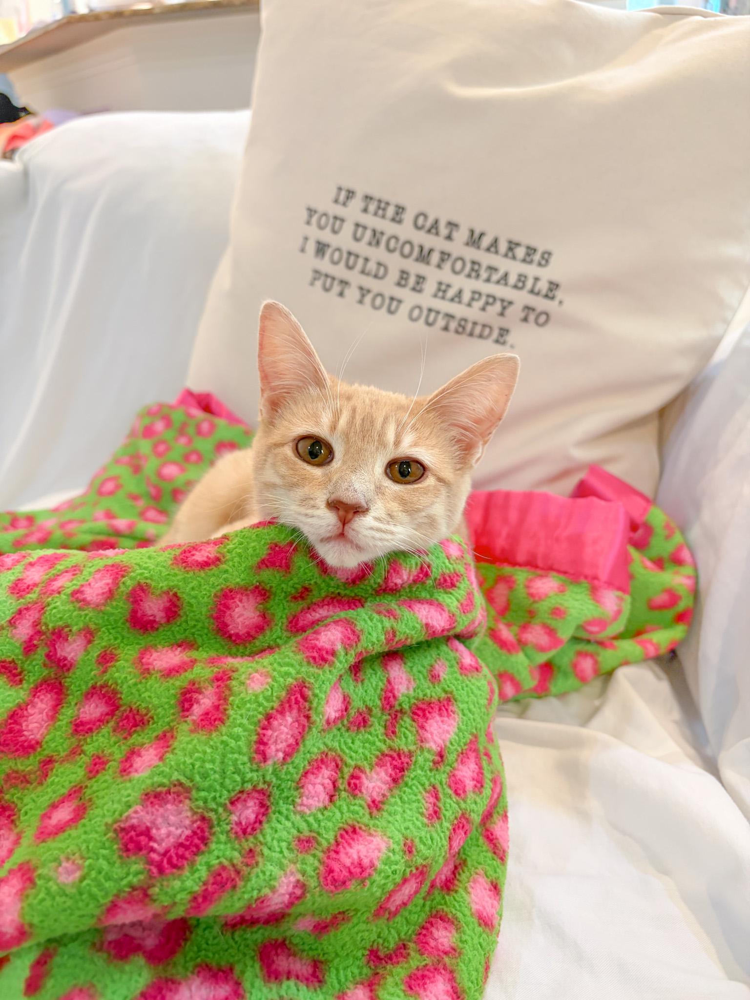 Maisy, Adoptable, Young Female Tabby.