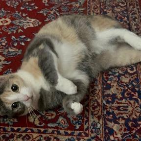 Luna, Adoptable, Adult Female Domestic Short Hair.