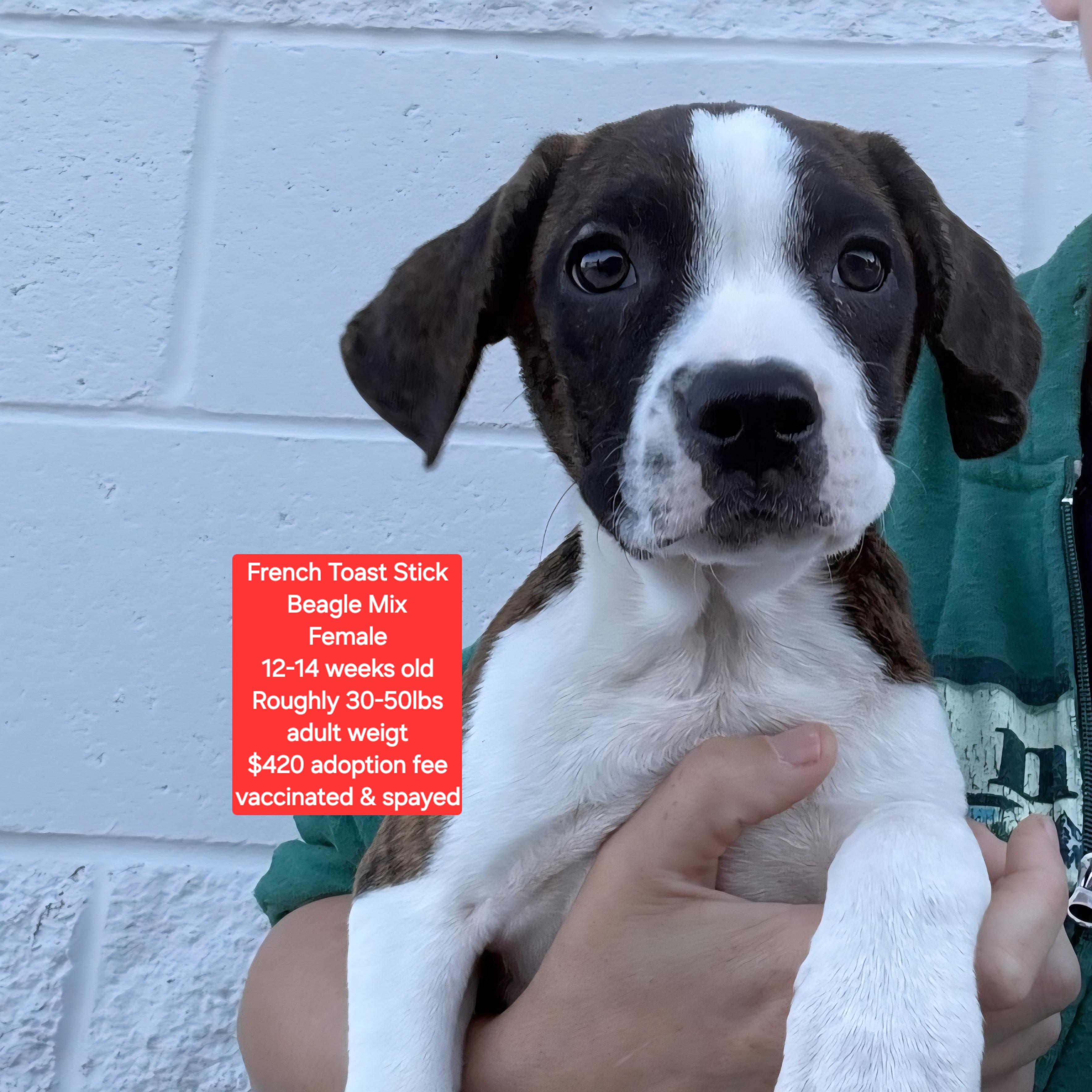 Enlarge French Toast Stick, an adopted mixed breed in Oviedo, FL image 1/1
