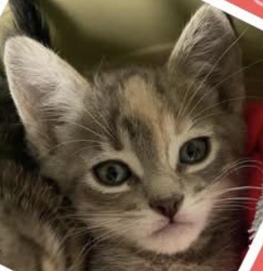 Enlarge Tinkerbell, a ADOPTABLE Domestic Short Hair in Webster City, IA image 1/1