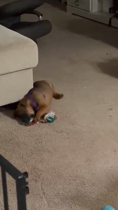 Enlarge Ember, an adopted Australian Shepherd in Rochester, NY video 5/6