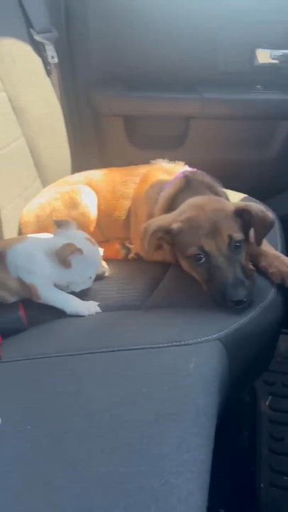 Enlarge Ember, an adopted Australian Shepherd in Rochester, NY video 6/6
