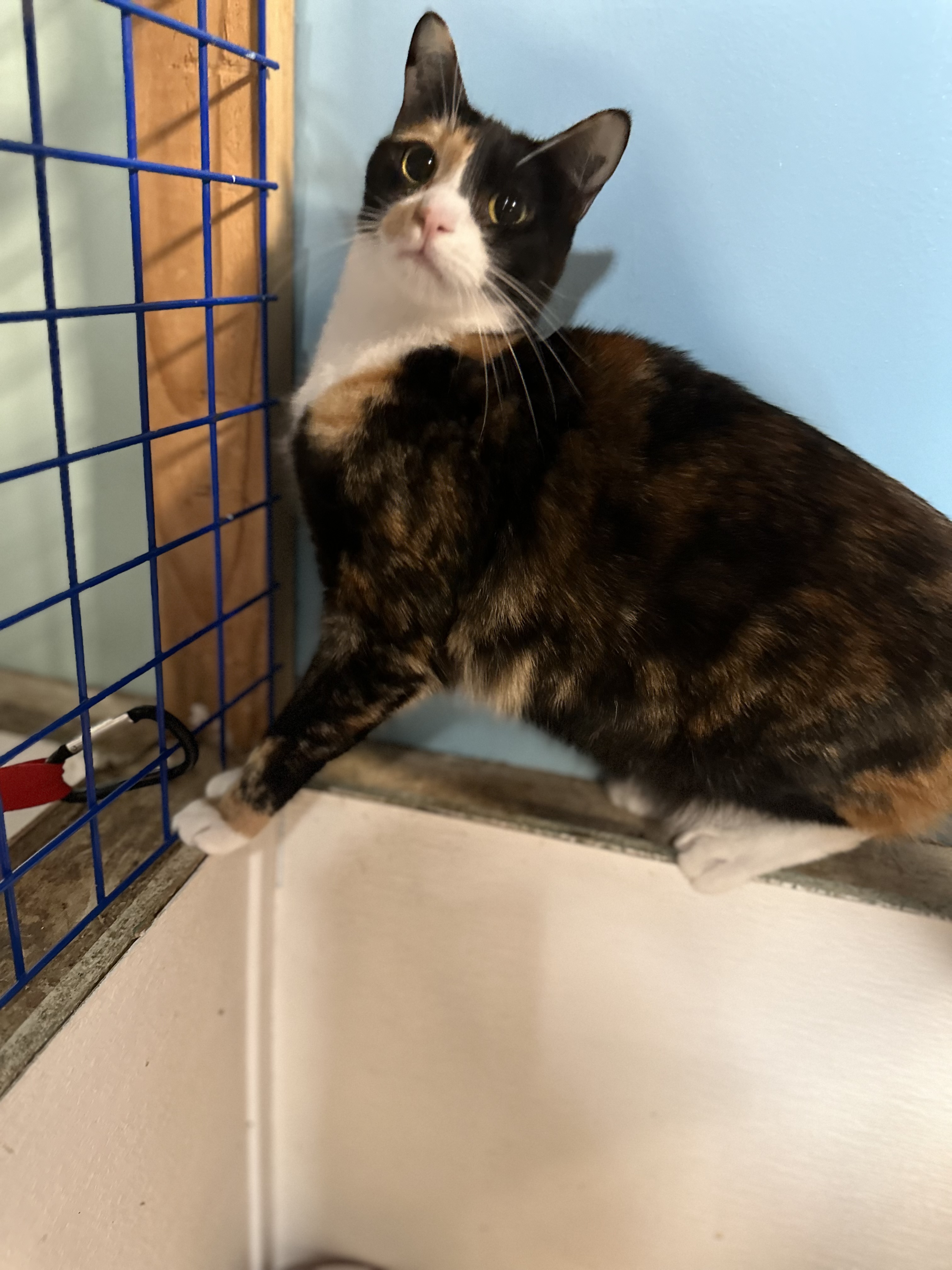 Rita, a Adoptable mixed breed in Pomona, CA image 1/4