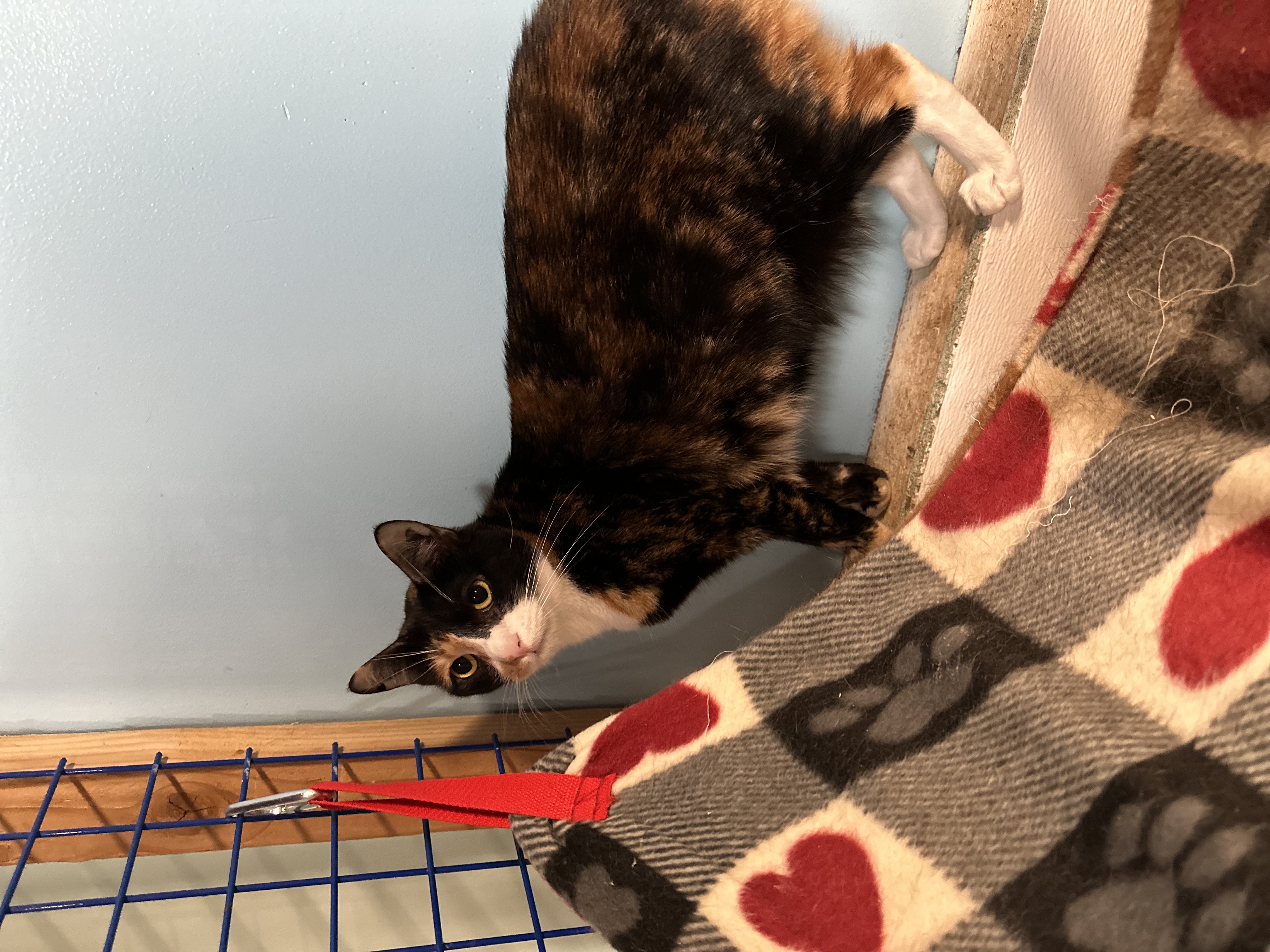 Rita, a Adoptable mixed breed in Pomona, CA image 2/4