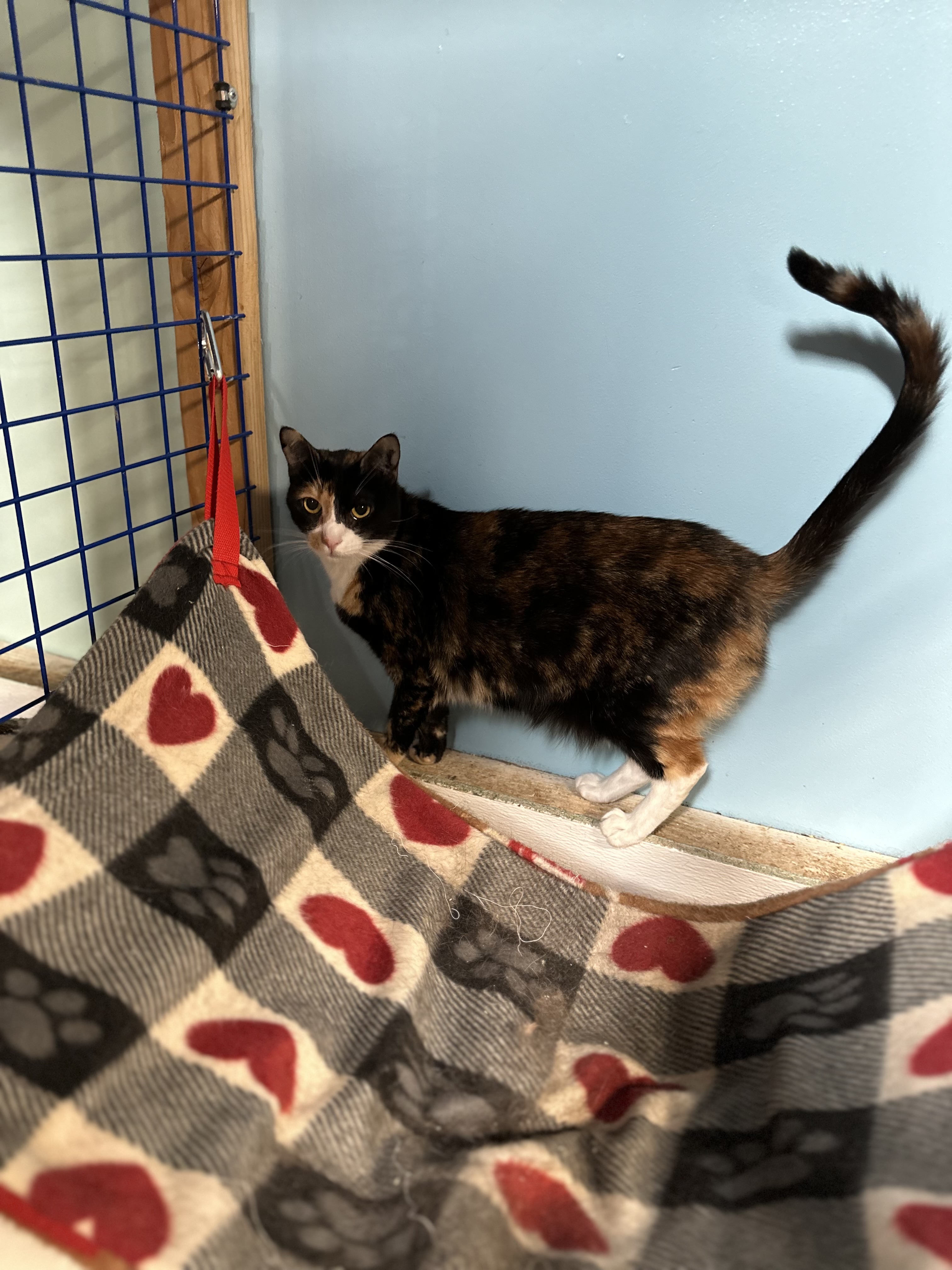 Rita, a Adoptable mixed breed in Pomona, CA image 3/4