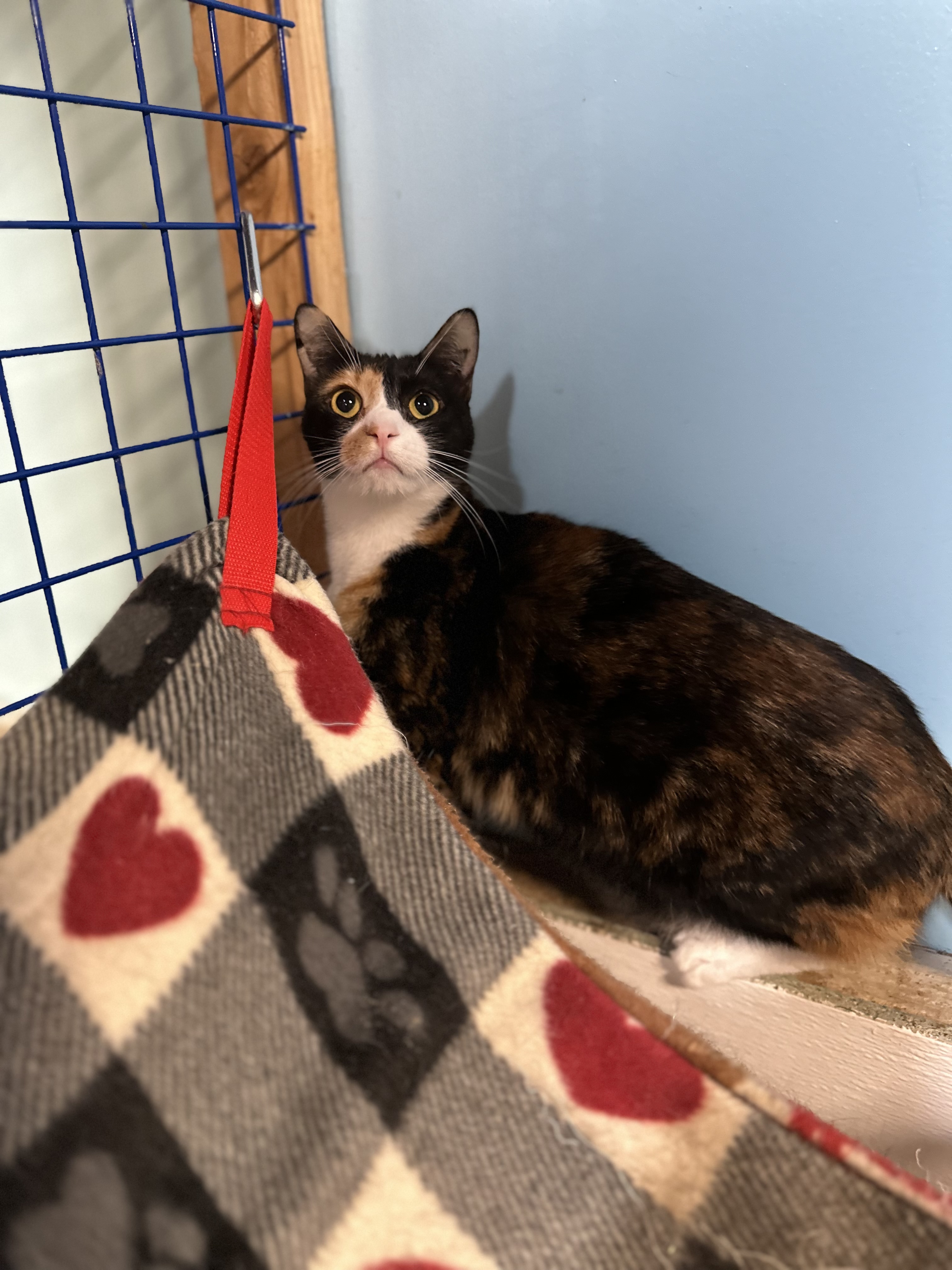 Rita, Adoptable, Young Female Siamese & Calico.