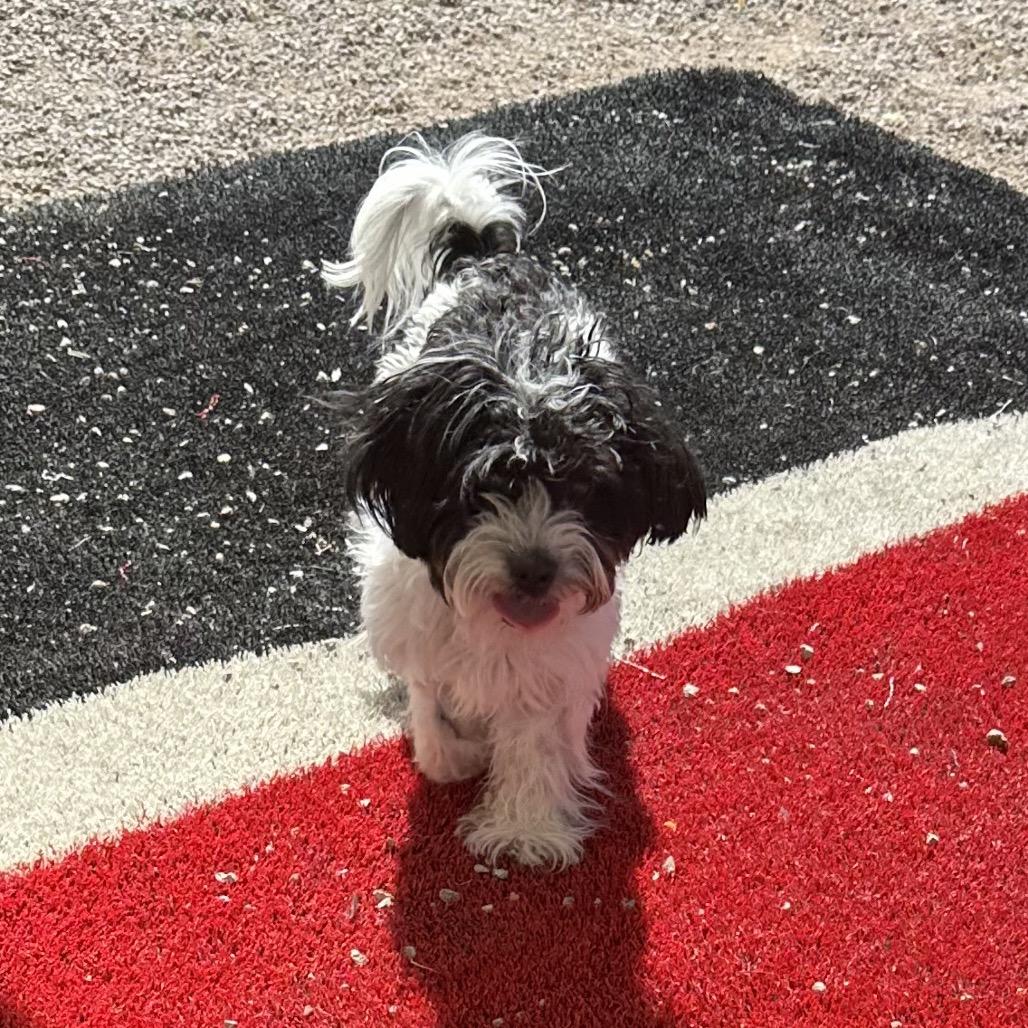 Cannoli, Adoptable, Young Male Poodle & Mixed Breed.
