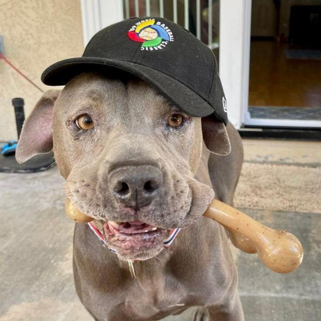 Smith, a Adoptable Pit Bull Terrier in Sonoma, CA image 3/6