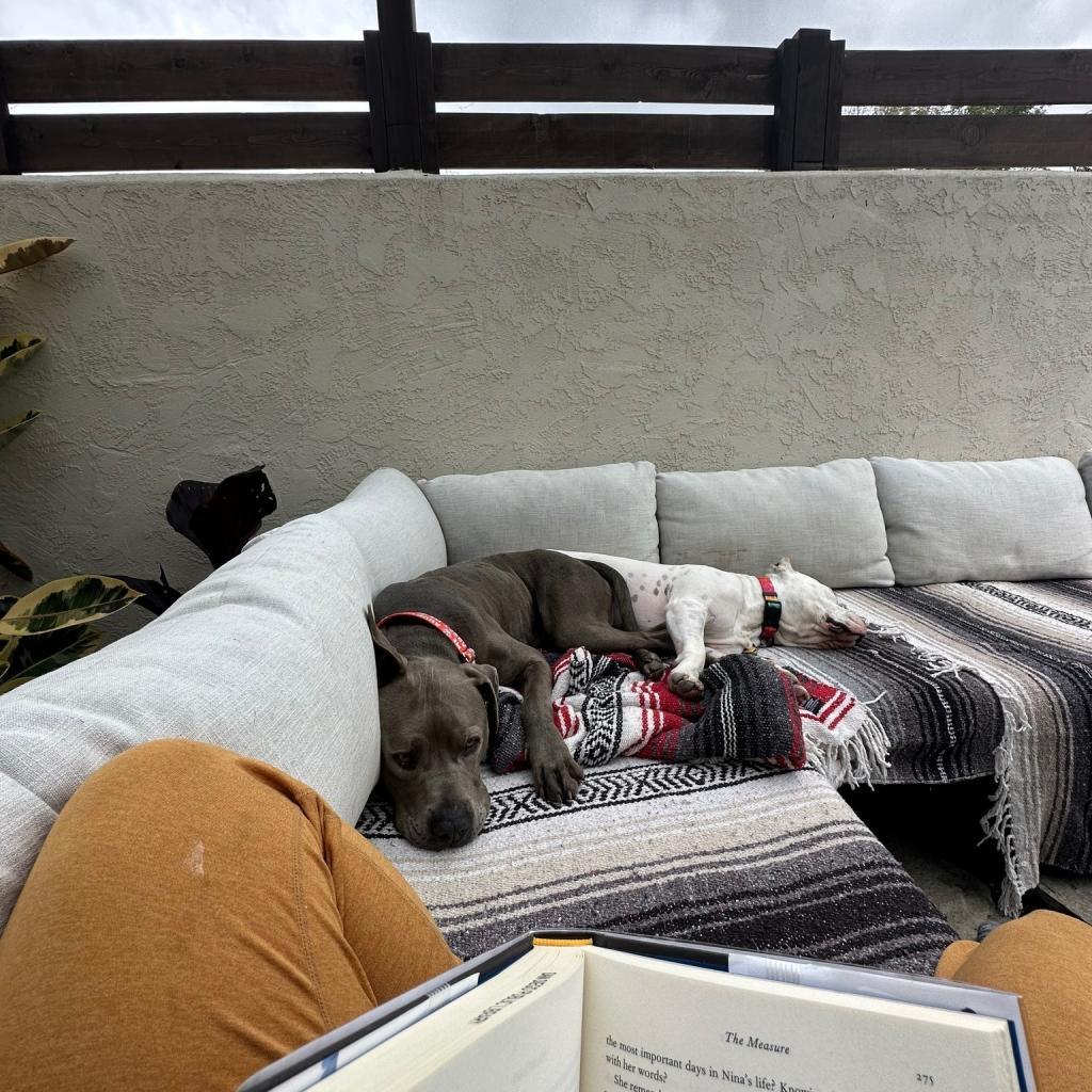 Smith, a Adoptable Pit Bull Terrier in Sonoma, CA image 4/6