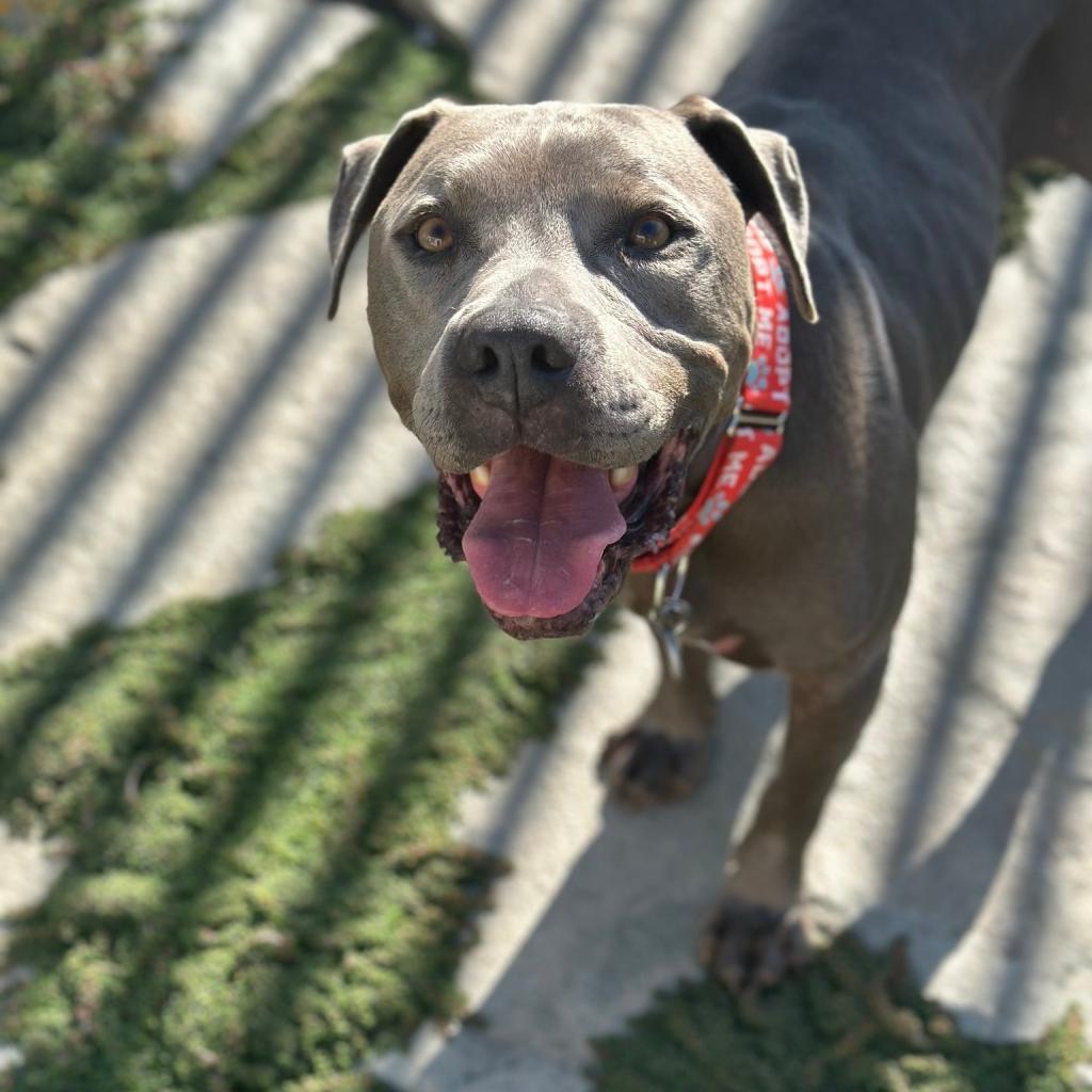 Smith, a Adoptable Pit Bull Terrier in Sonoma, CA image 5/6