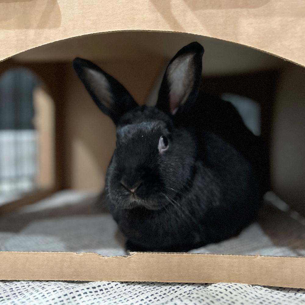 Betty and Barnaby, Adoptable, Adult Female Havana.