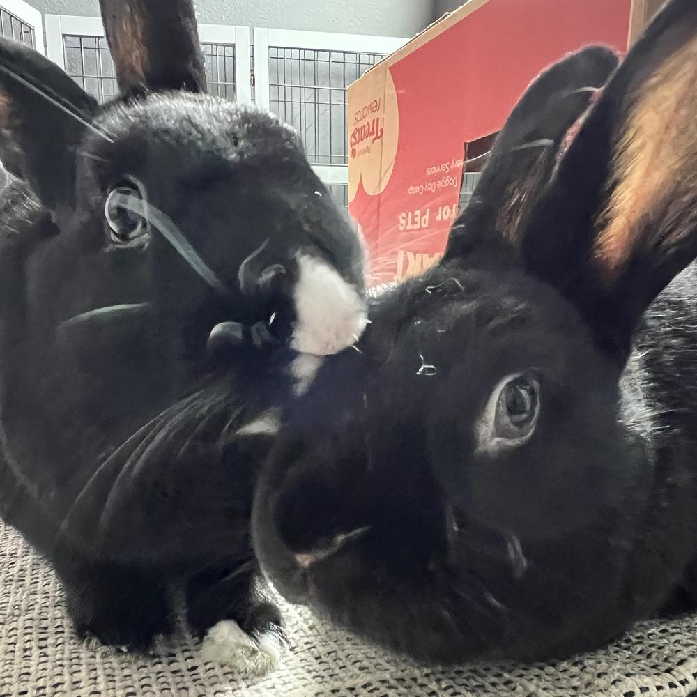 Betty and Barnaby, a Adoptable Havana in Houston, TX image 2/4