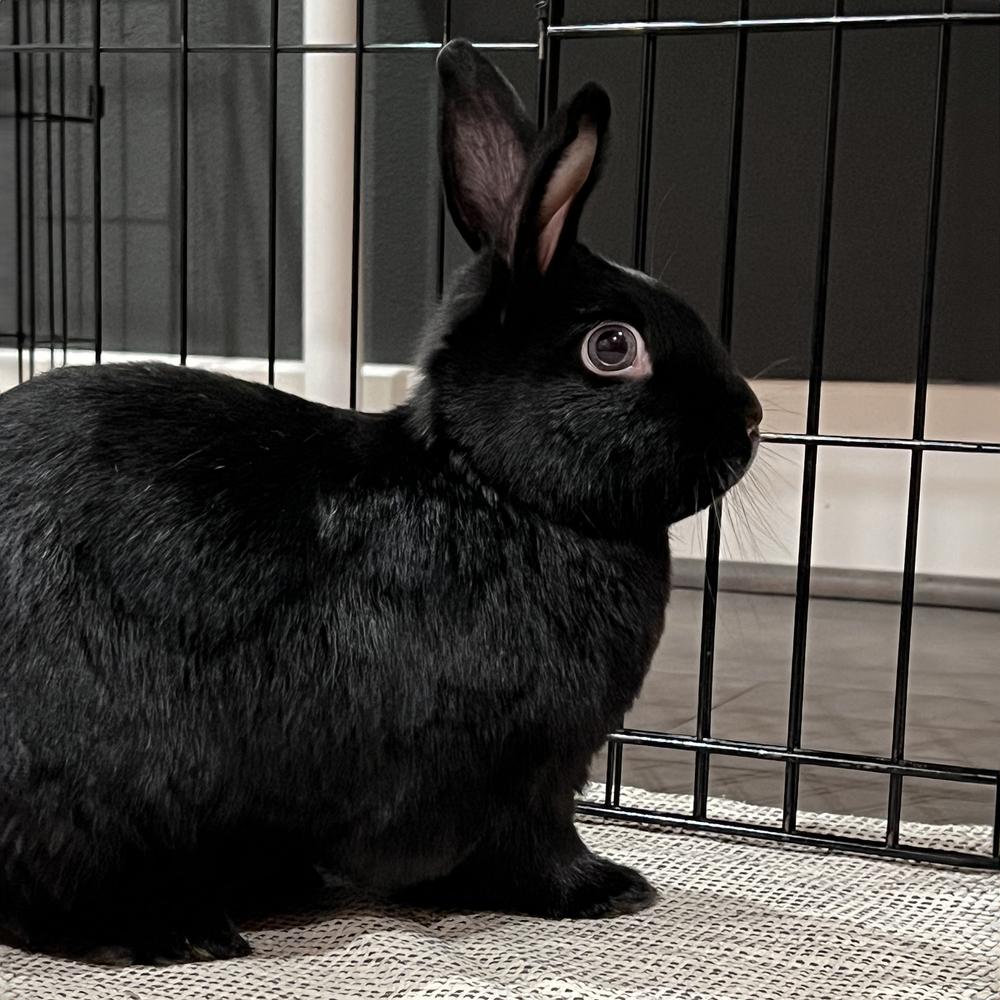 Enlarge Betty and Barnaby, a Adoptable Havana in Houston, TX image 5/6