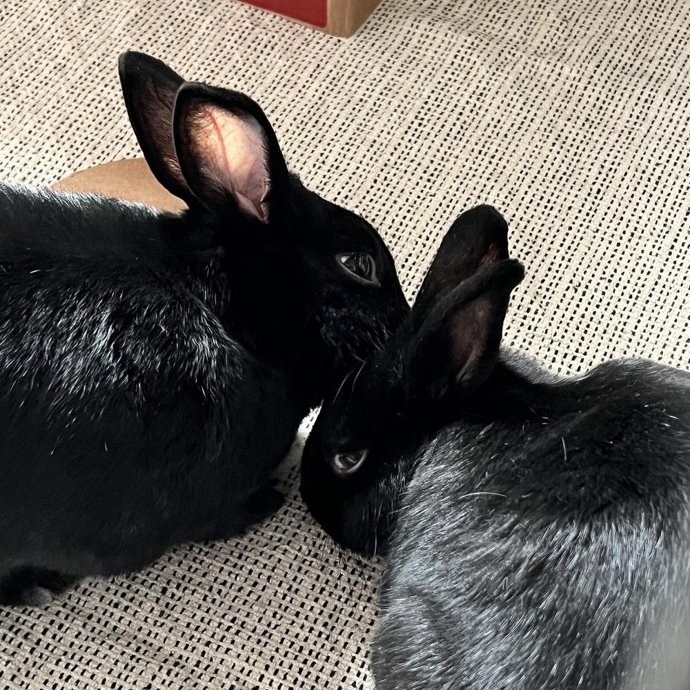 Betty and Barnaby, a Adoptable Havana in Houston, TX image 4/4