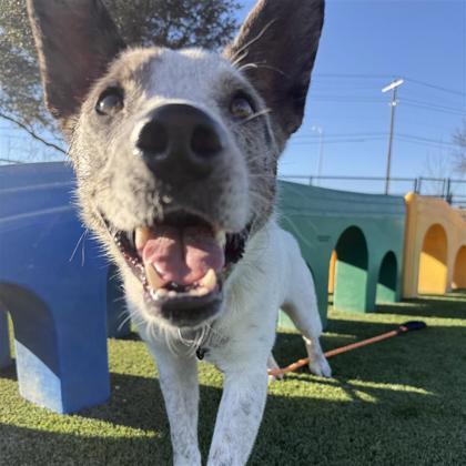 Pecan, Adoptable, Adult Male Mixed Breed & Mixed Breed.