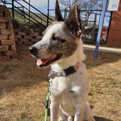 Enlarge Pecan, a Adoptable mixed breed in Dallas, TX image 3/5