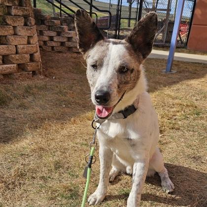 Enlarge Pecan, a Adoptable mixed breed in Dallas, TX image 4/5