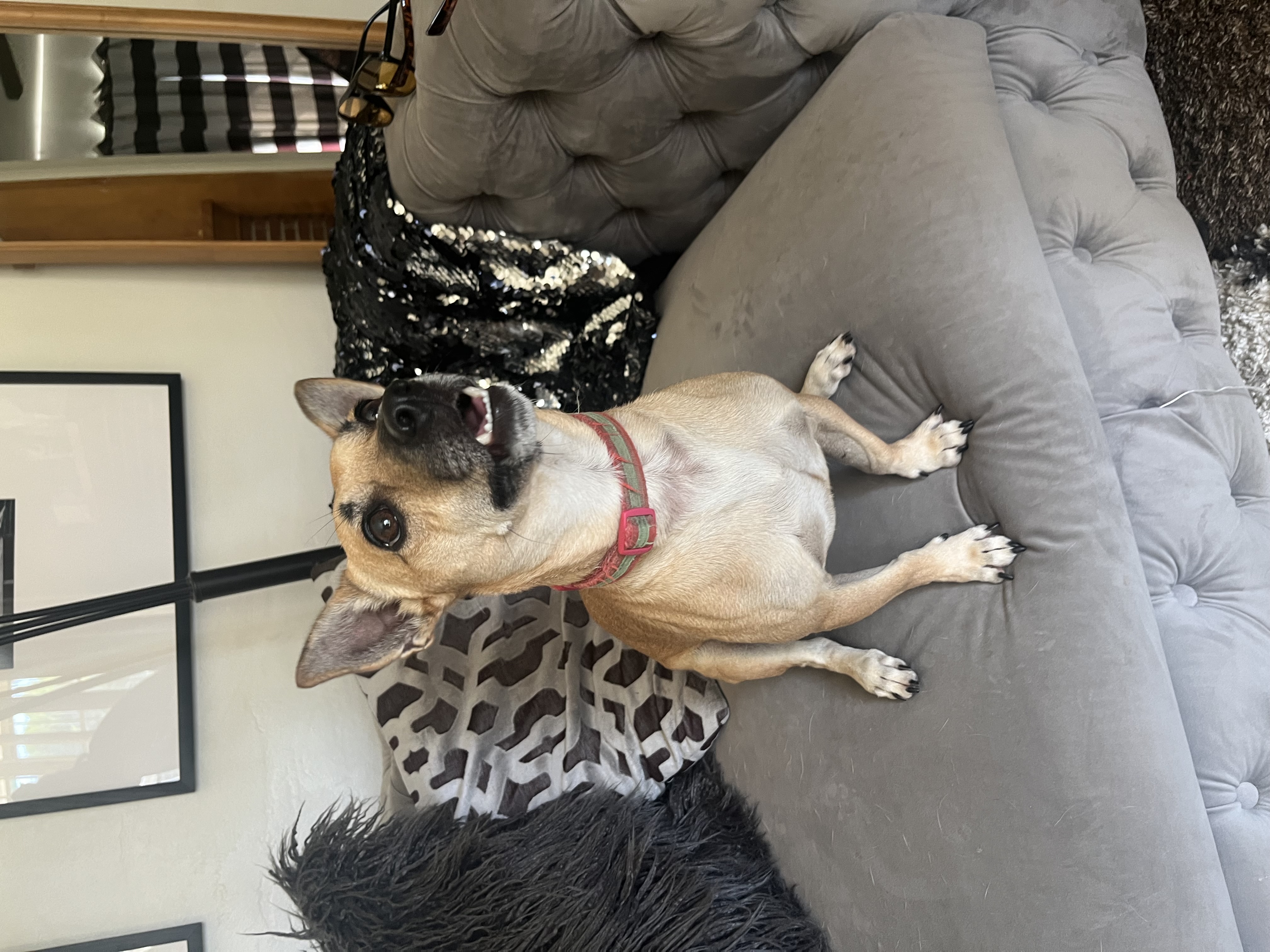 Enlarge Choco-latte, a Adoptable mixed breed in Bakersfield, CA image 1/3