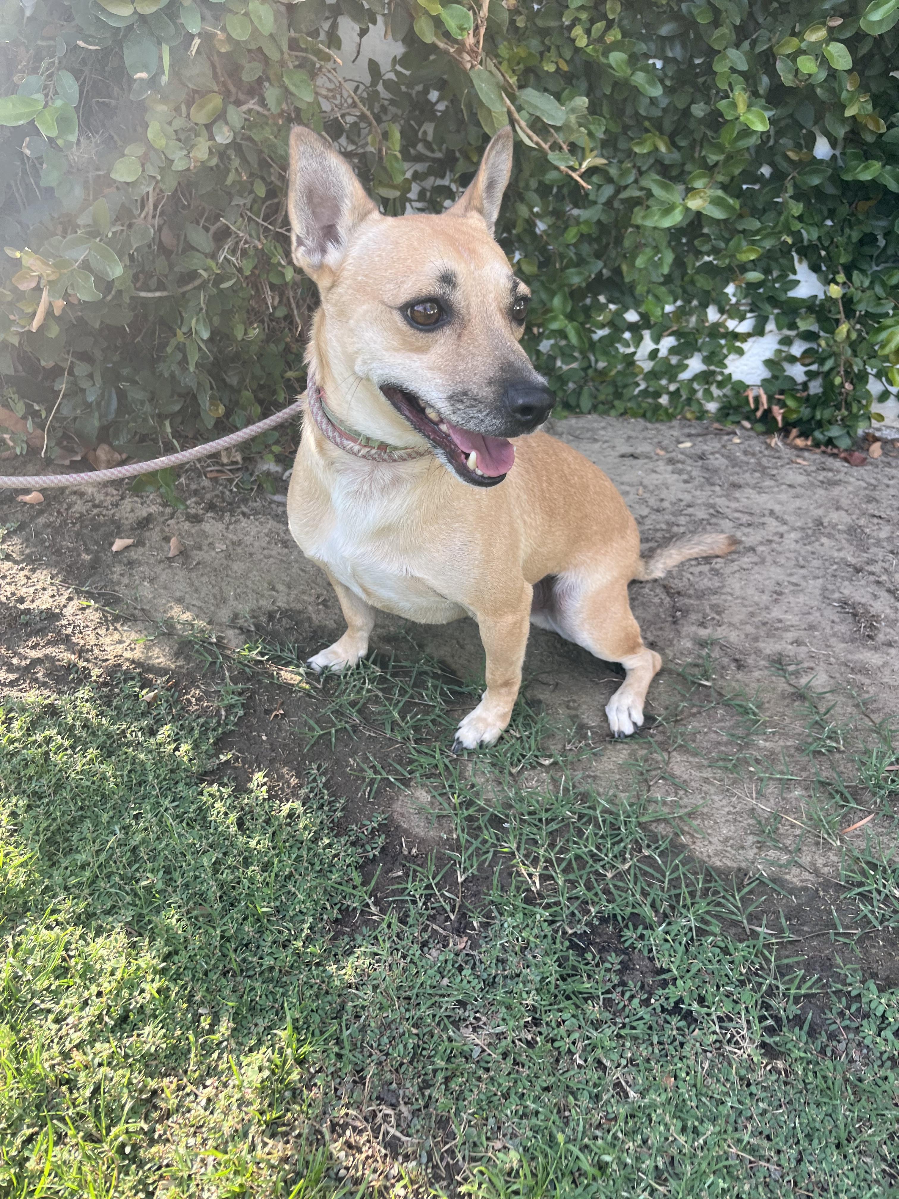 Enlarge Choco-latte, a Adoptable mixed breed in Bakersfield, CA image 5/5
