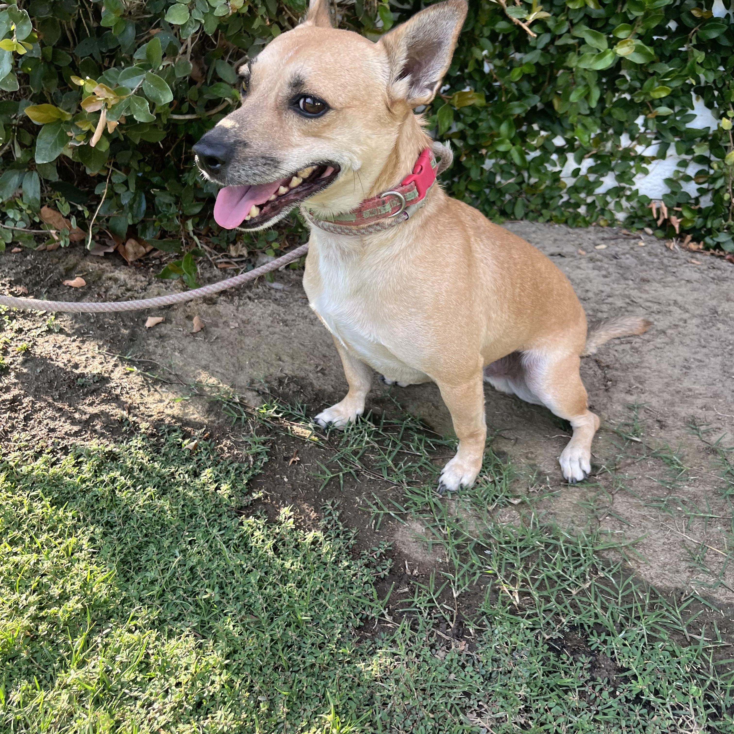Enlarge Choco-latte, a Adoptable mixed breed in Bakersfield, CA image 2/5