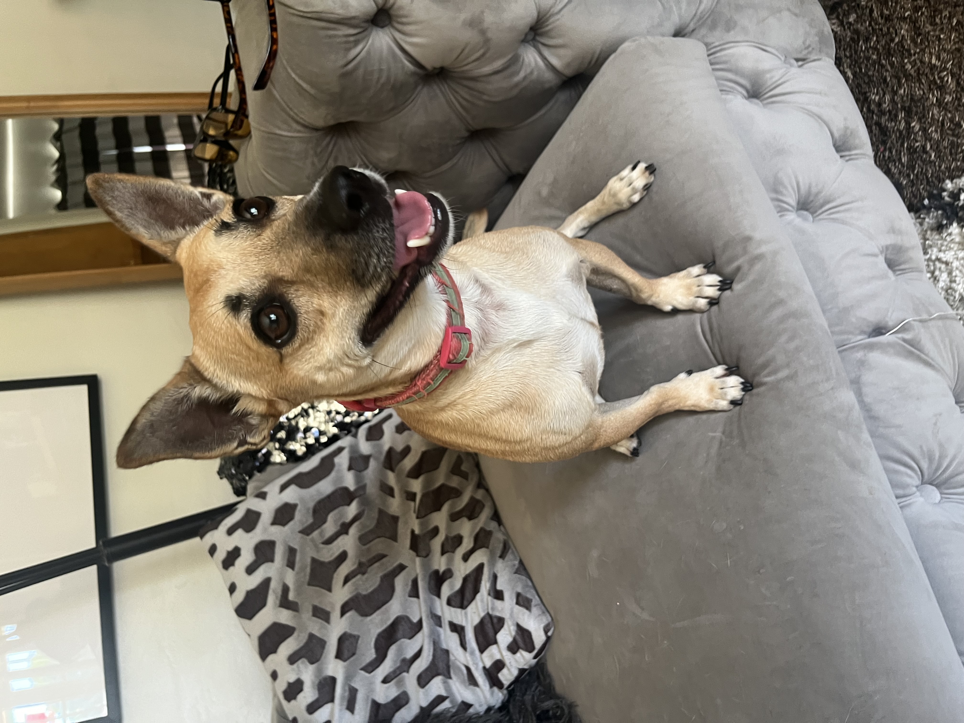 Choco-latte, Adoptable, Young Male Chihuahua & Jack Russell Terrier.