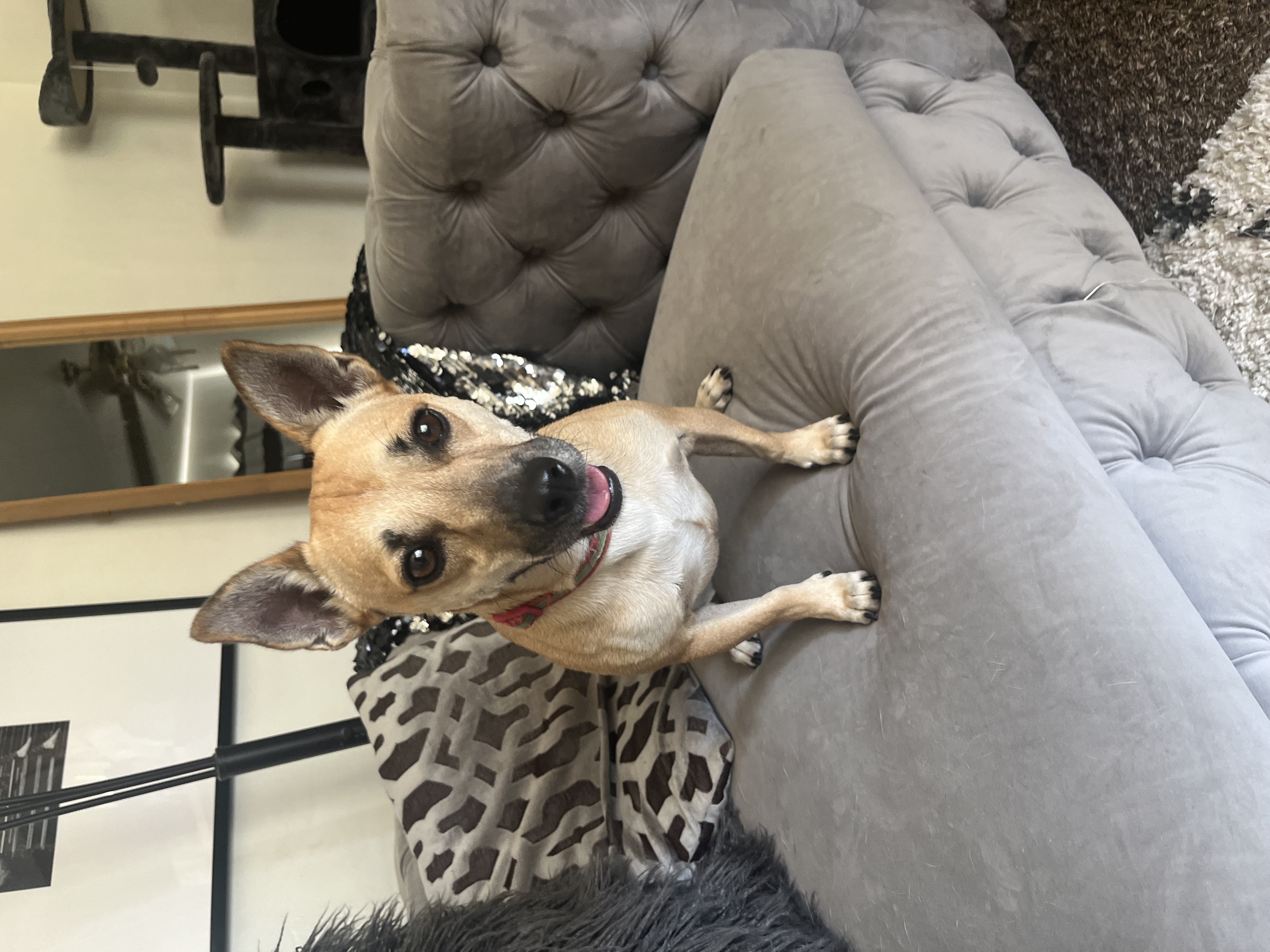 Enlarge Choco-latte, a Adoptable mixed breed in Bakersfield, CA image 3/3