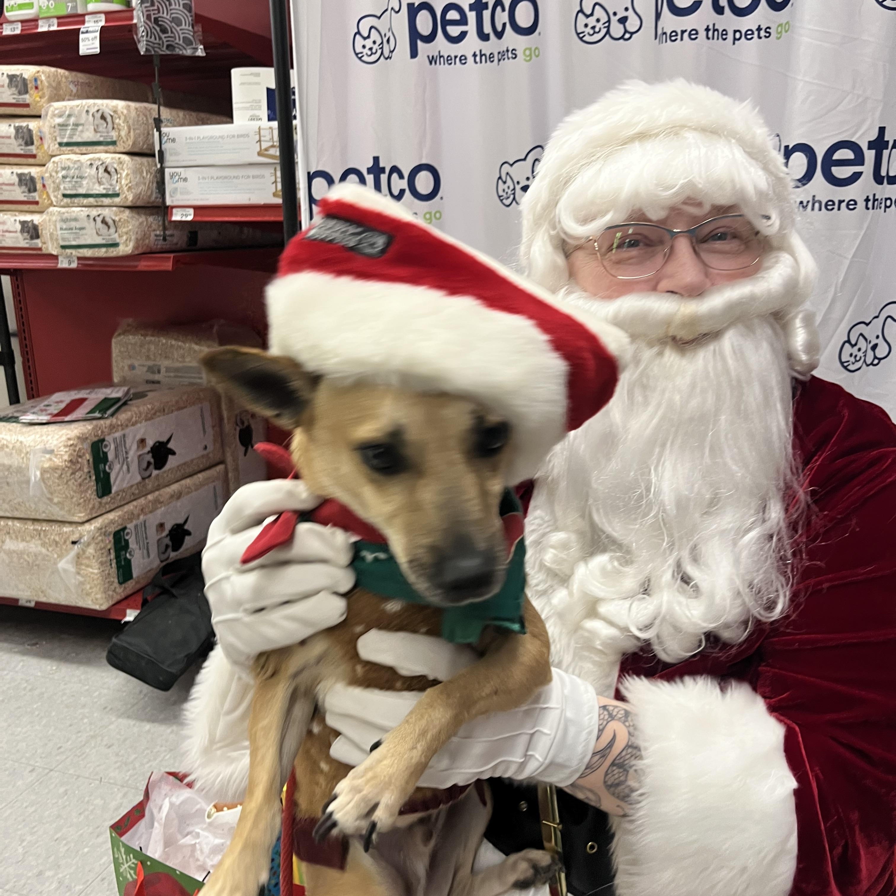 Enlarge Choco-latte, a Adoptable mixed breed in Bakersfield, CA image 3/5