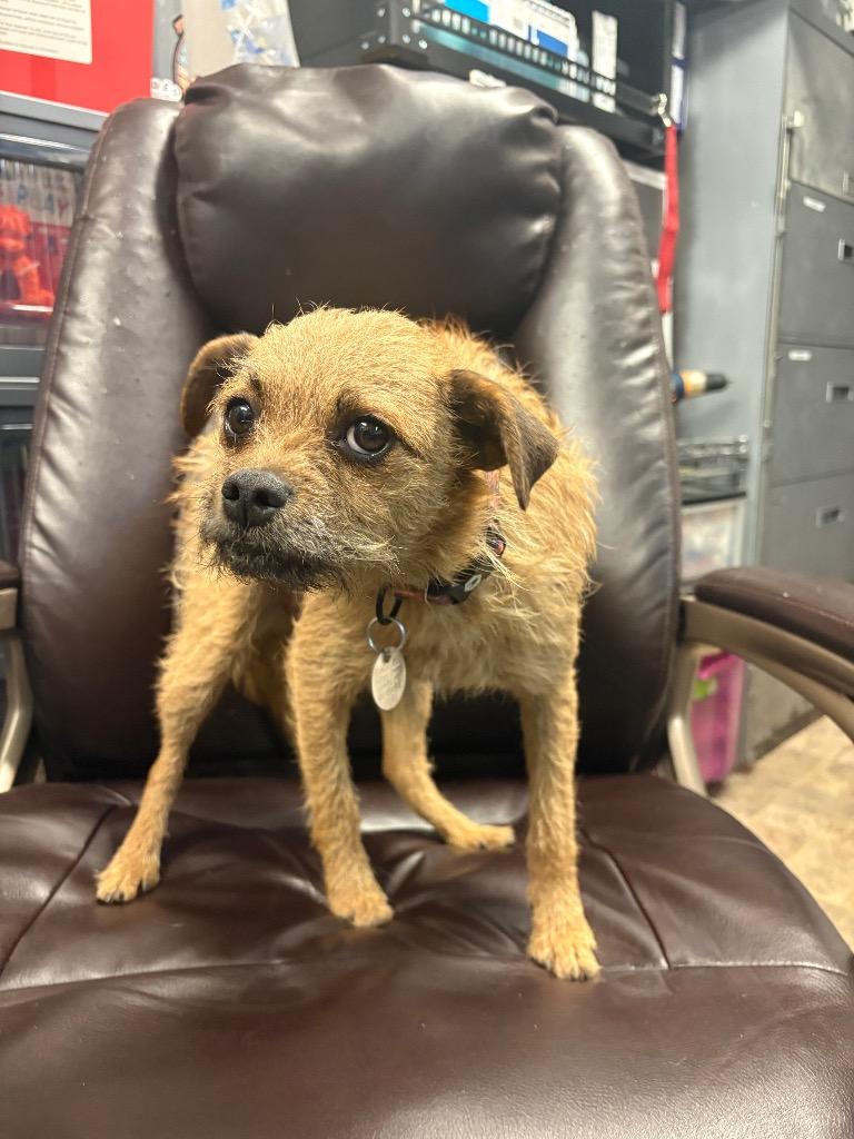 Enlarge Panini, a Adoptable mixed breed in Reno, NV image 2/6