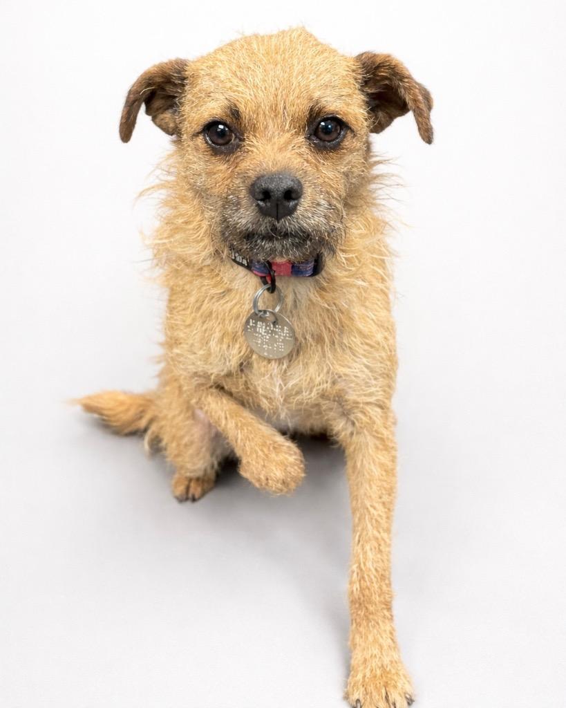 Enlarge Panini, a Adoptable mixed breed in Reno, NV image 4/6