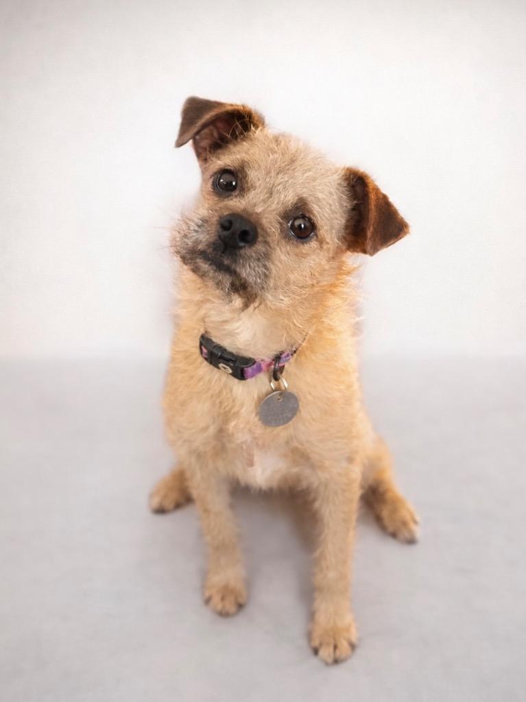 Enlarge Panini, a Adoptable mixed breed in Reno, NV image 5/6