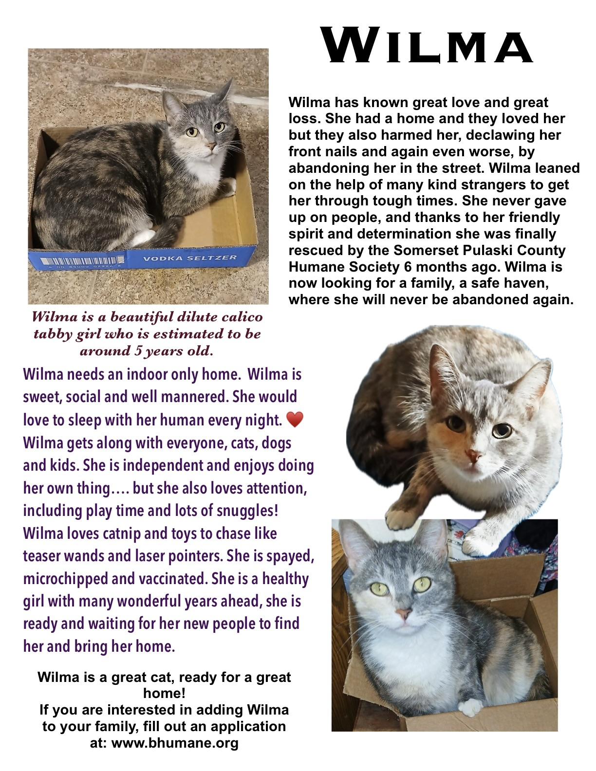 Wilma, adopted, Adult Female Calico.