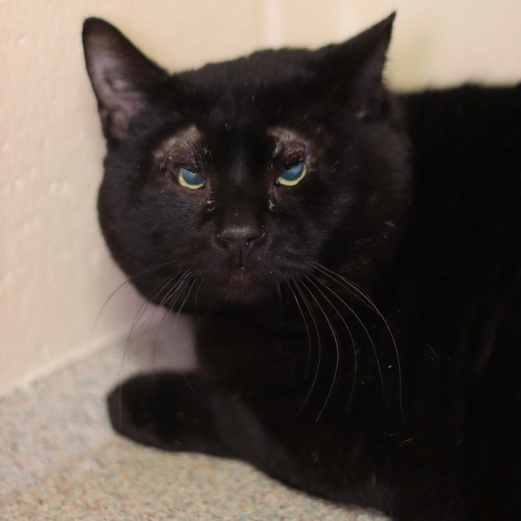 Derek, Adoptable, Adult Male Domestic Short Hair.