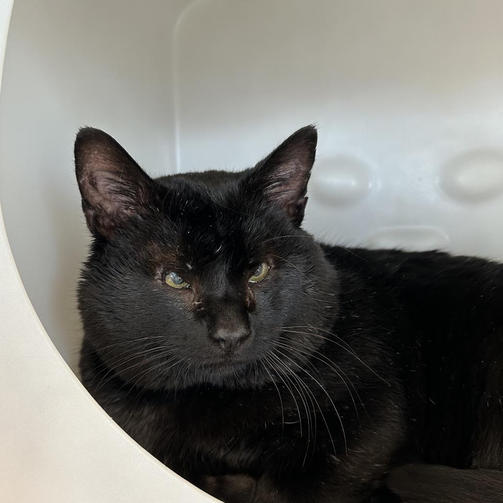 Derek, Adoptable, Adult Male Domestic Short Hair.