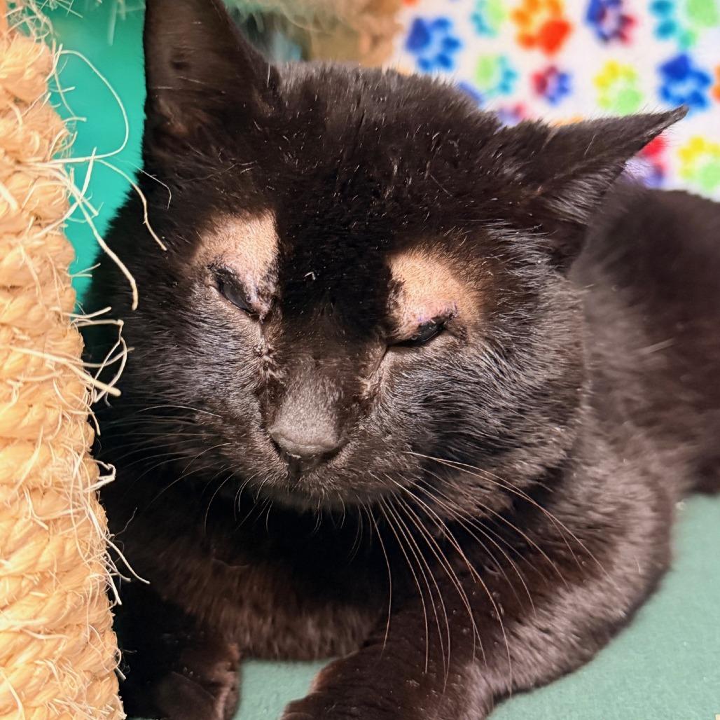 Enlarge Derek, a Adoptable Domestic Short Hair in Waukesha, WI image 2/2