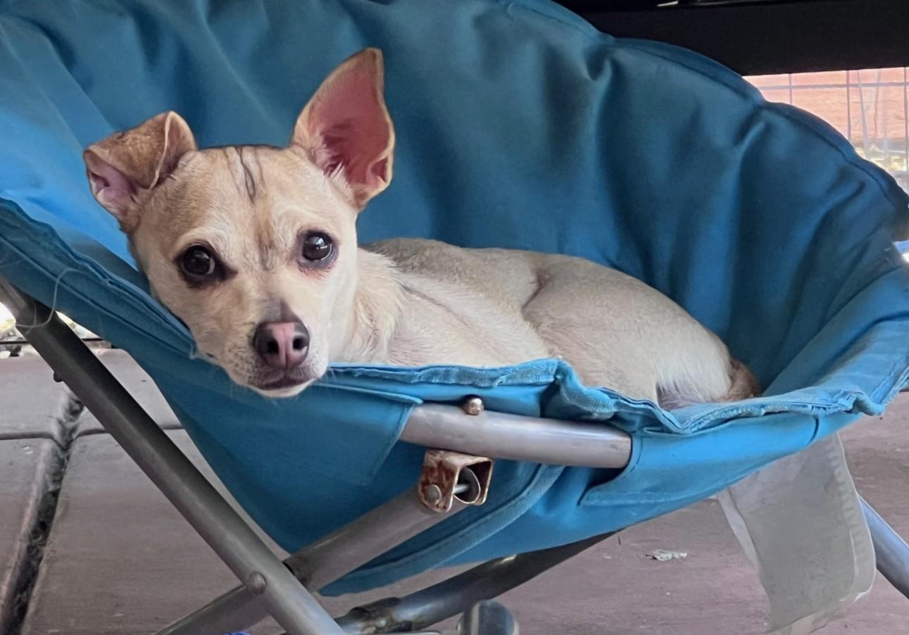 Joey, Adoptable, Adult Male Chihuahua.