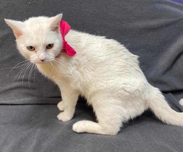 IVORY, Adoptable, Adult Female Domestic Short Hair.