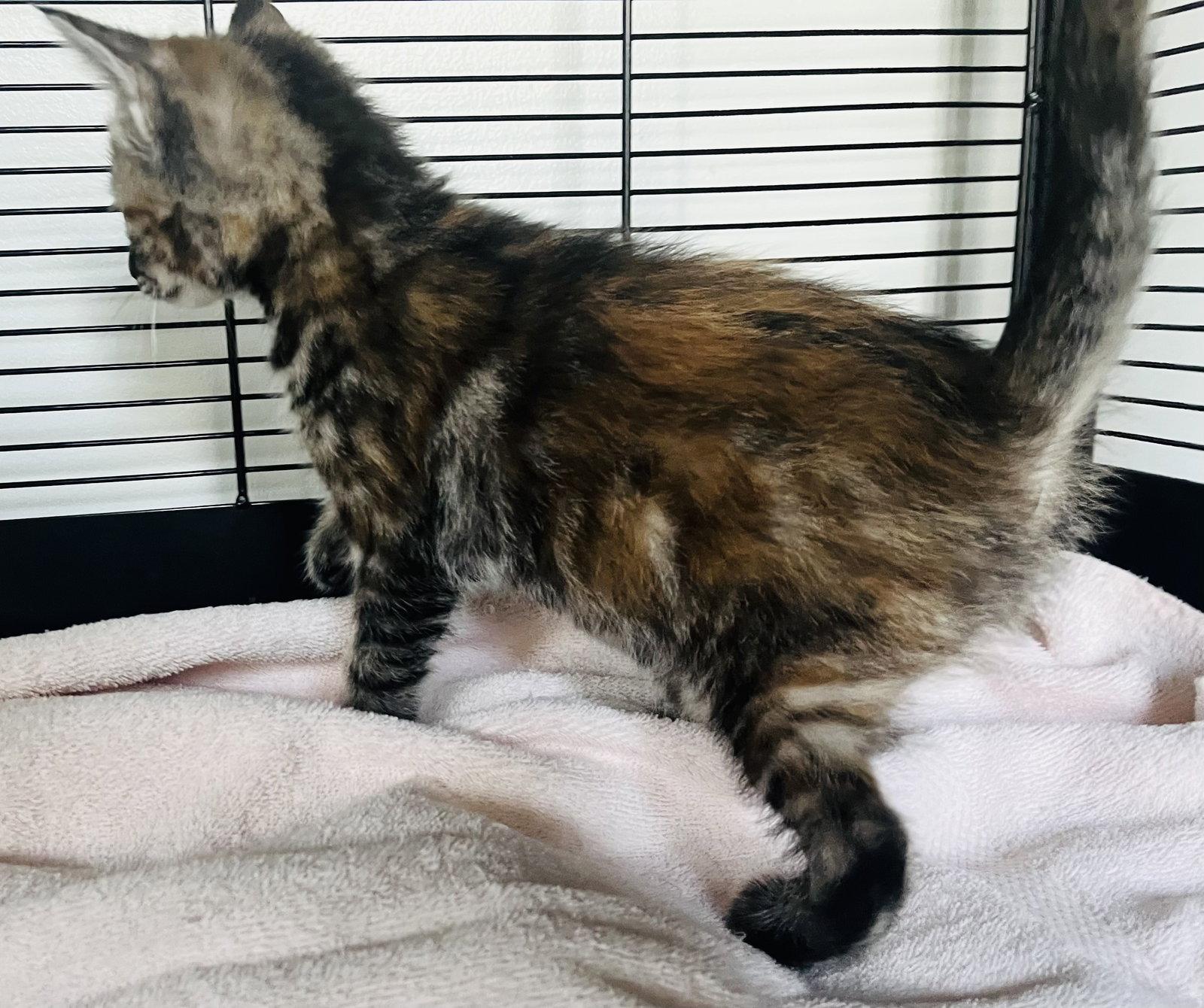 Enlarge Pecan, a Adoptable mixed breed in Lexington, SC image 1/3