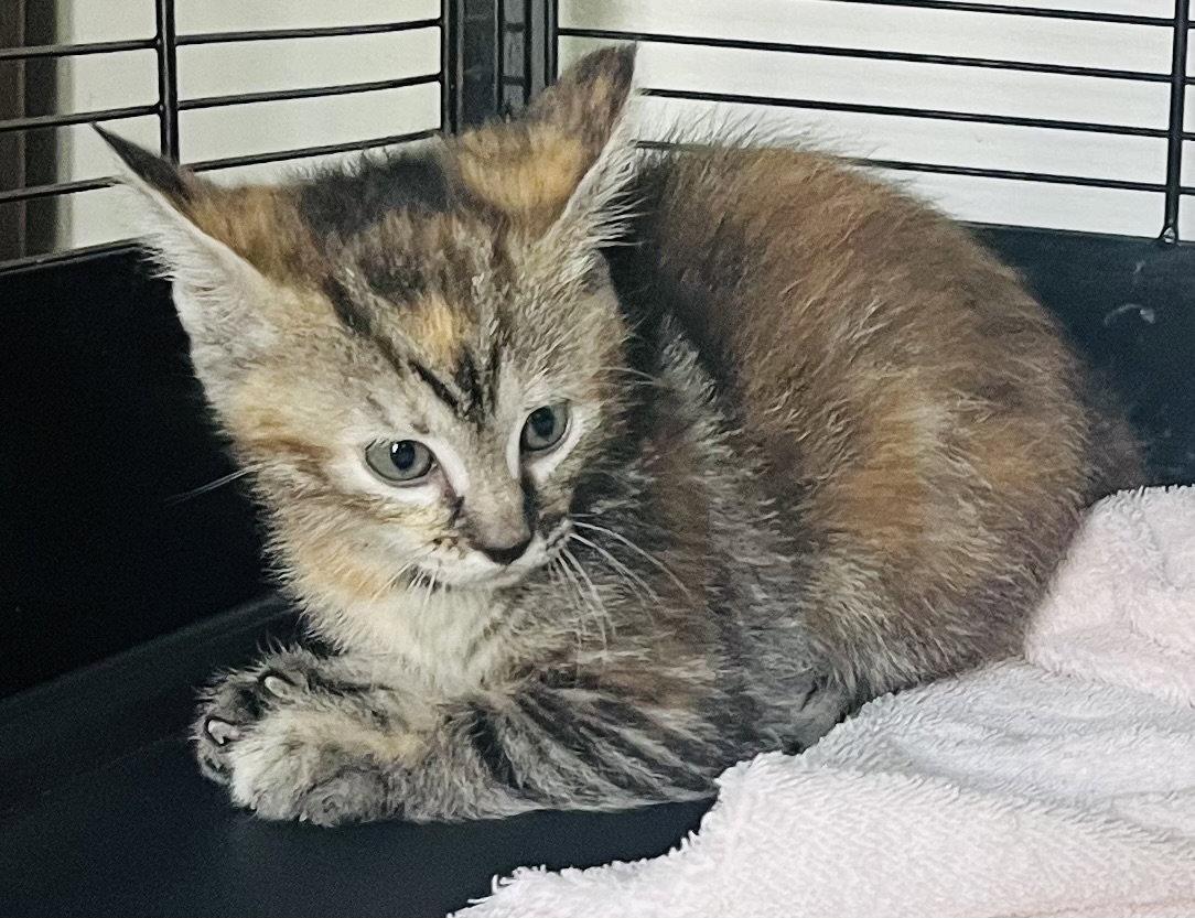 Enlarge Pecan, a Adoptable mixed breed in Lexington, SC image 2/3