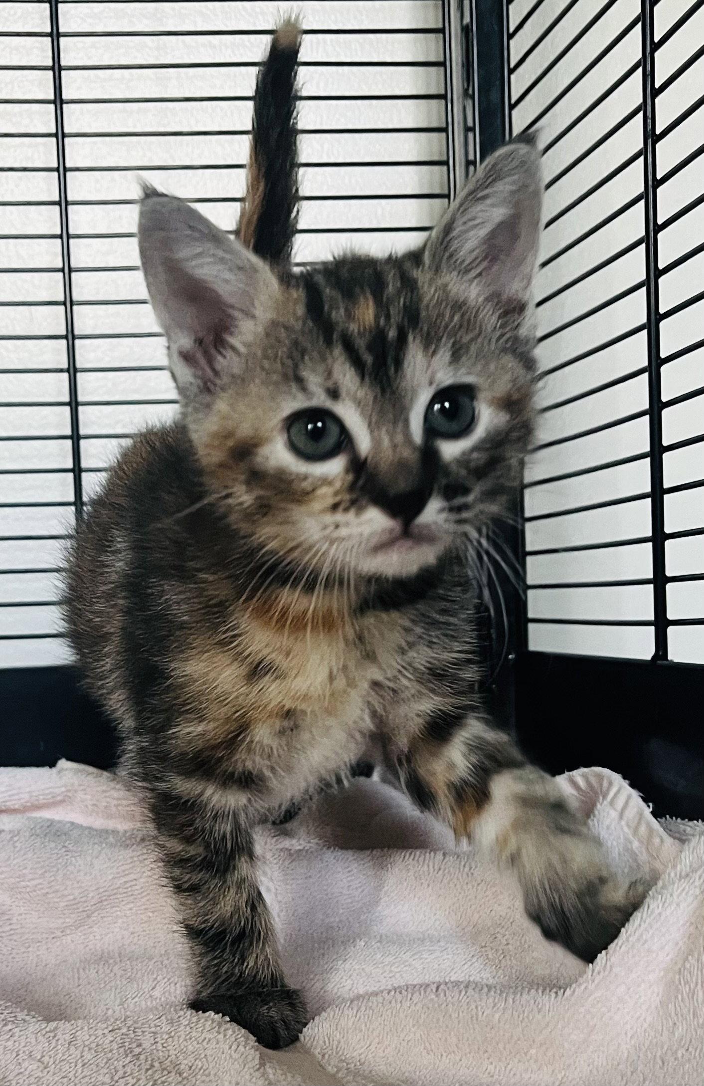 Enlarge Pecan, a Adoptable mixed breed in Lexington, SC image 3/3