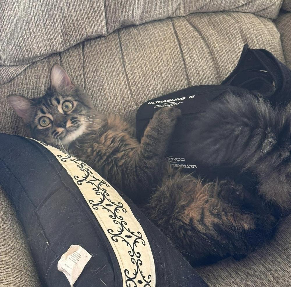 Tofu, Adoptable, Young Male Domestic Long Hair & Tabby.