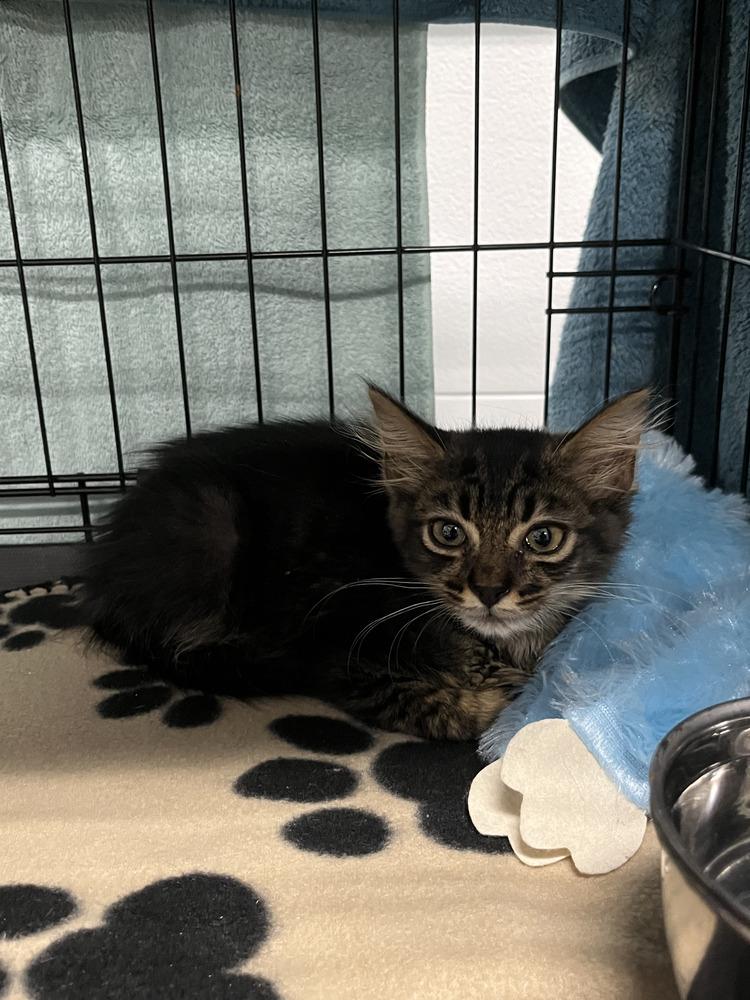 Tofu, Adoptable, Kitten Male Domestic Long Hair & Tabby.