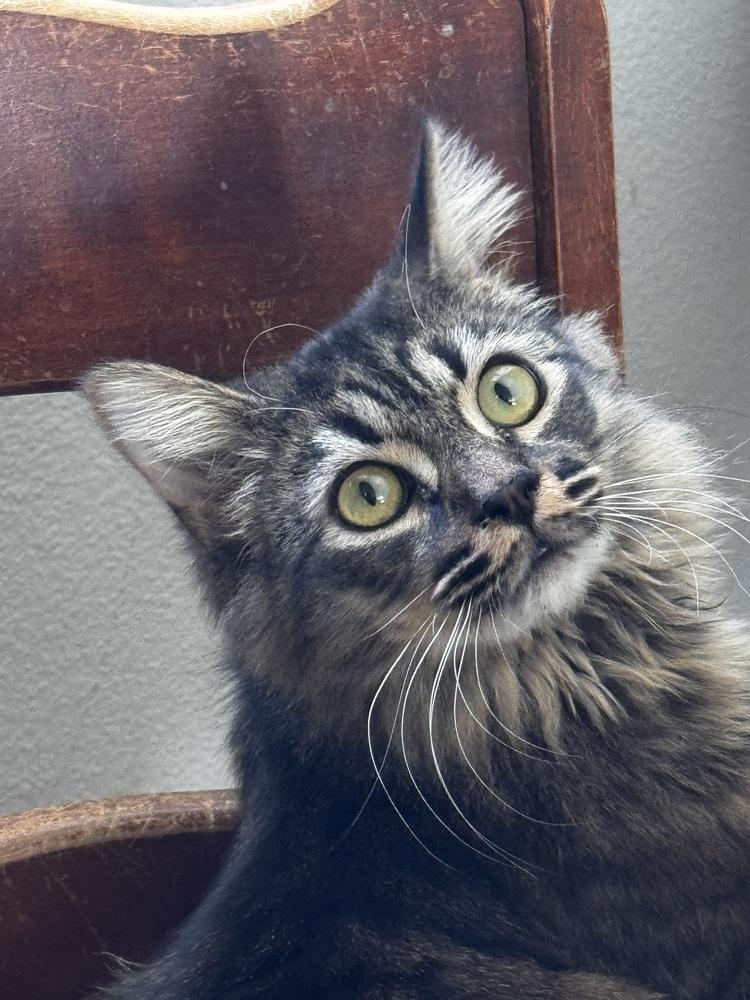 Enlarge Tofu, a Adoptable mixed breed in Emerald Isle, NC image 3/3