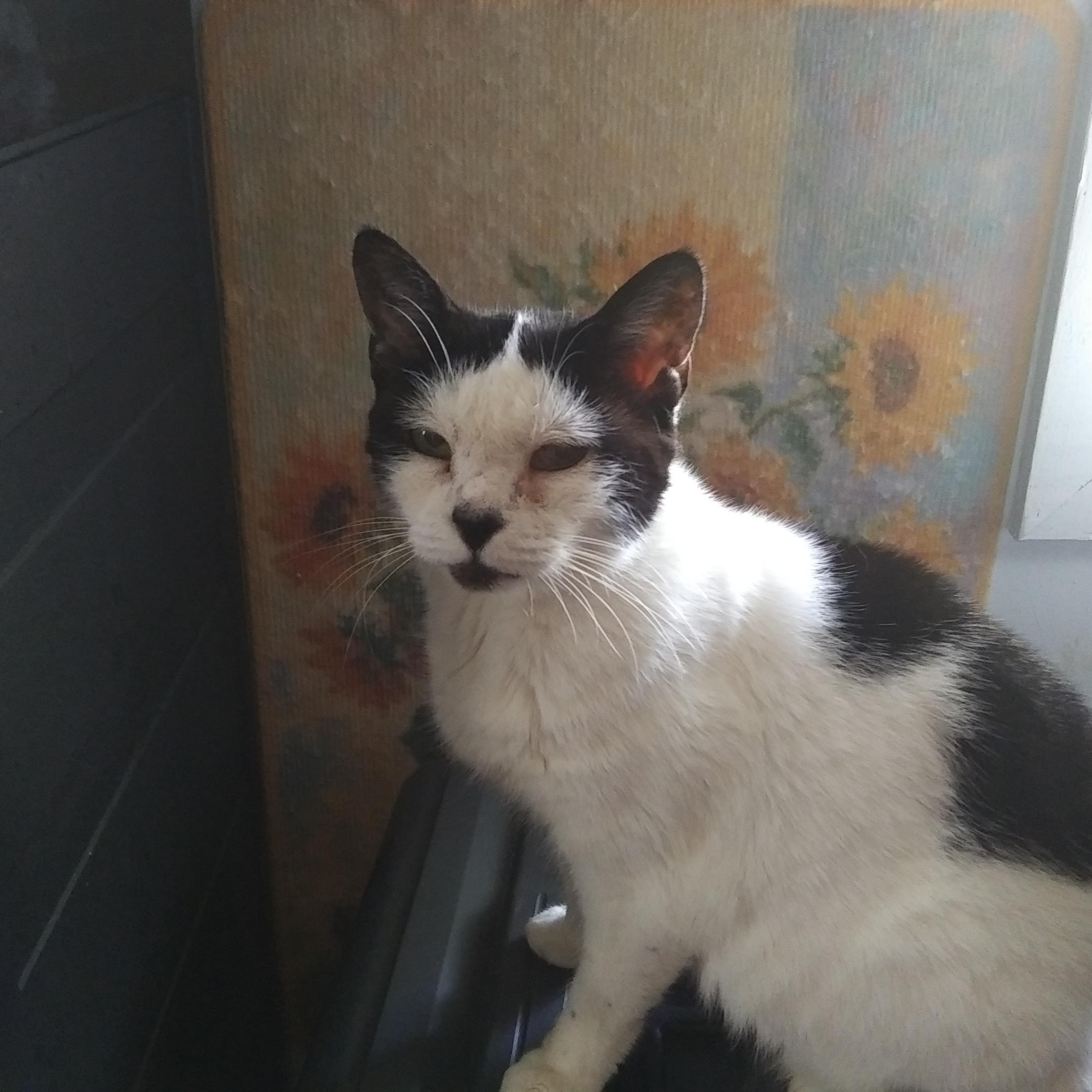 Saki, Adoptable, Senior Female Tuxedo.