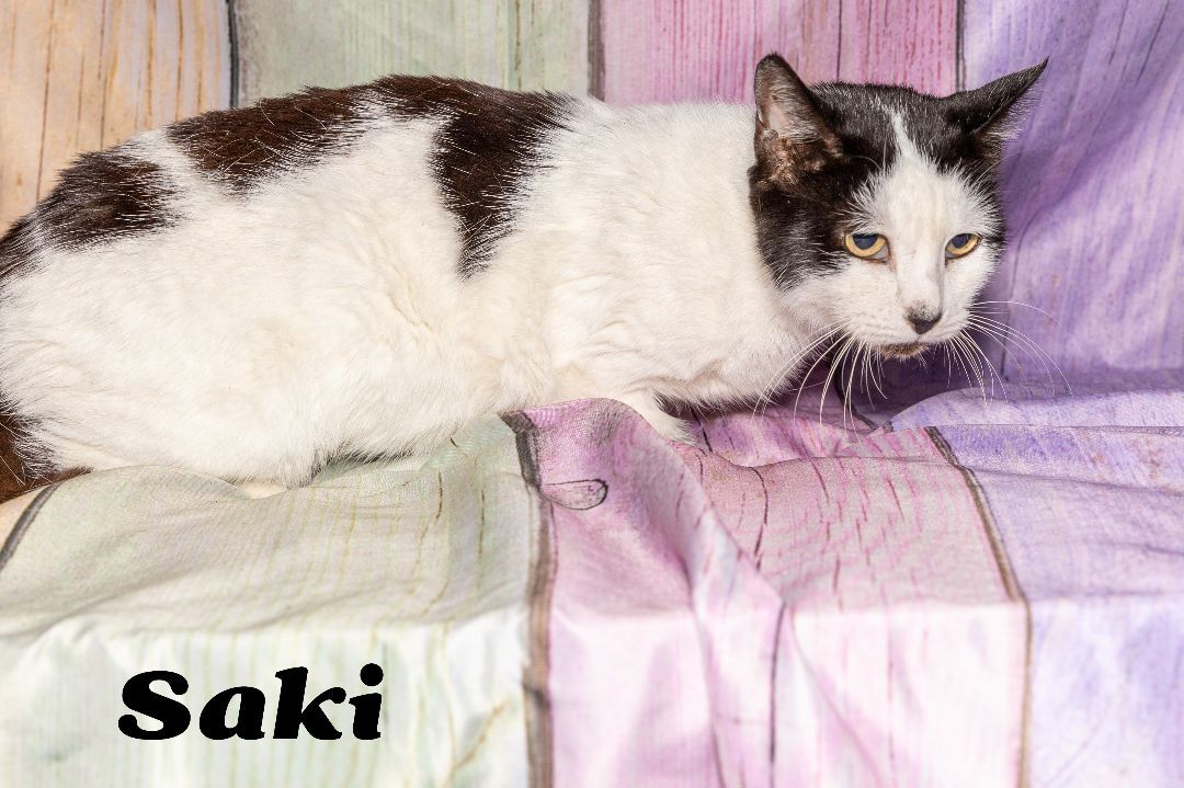 Saki, a Adoptable Tuxedo in Port Wentworth, GA image 1/5