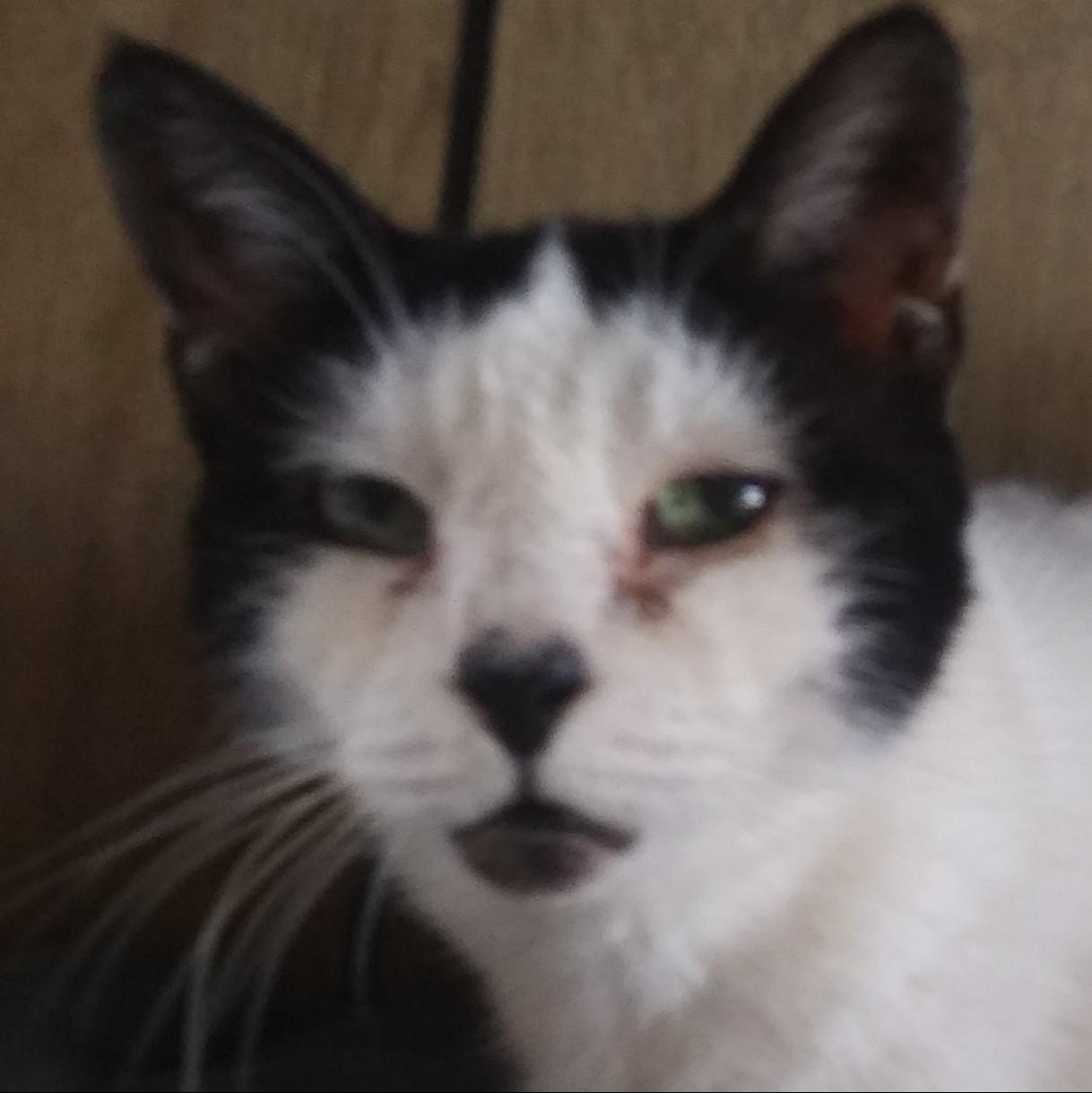Saki, Adoptable, Senior Female Tuxedo.