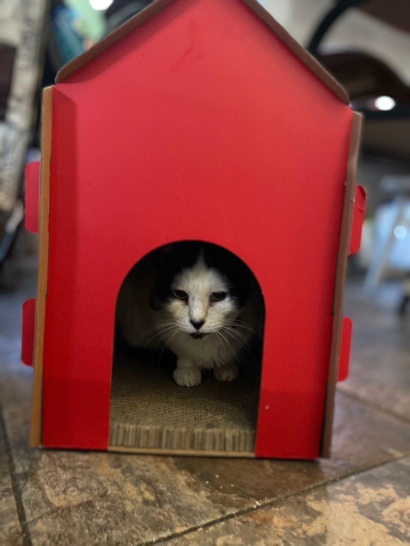 Saki, a Adoptable Tuxedo in Port Wentworth, GA image 3/5